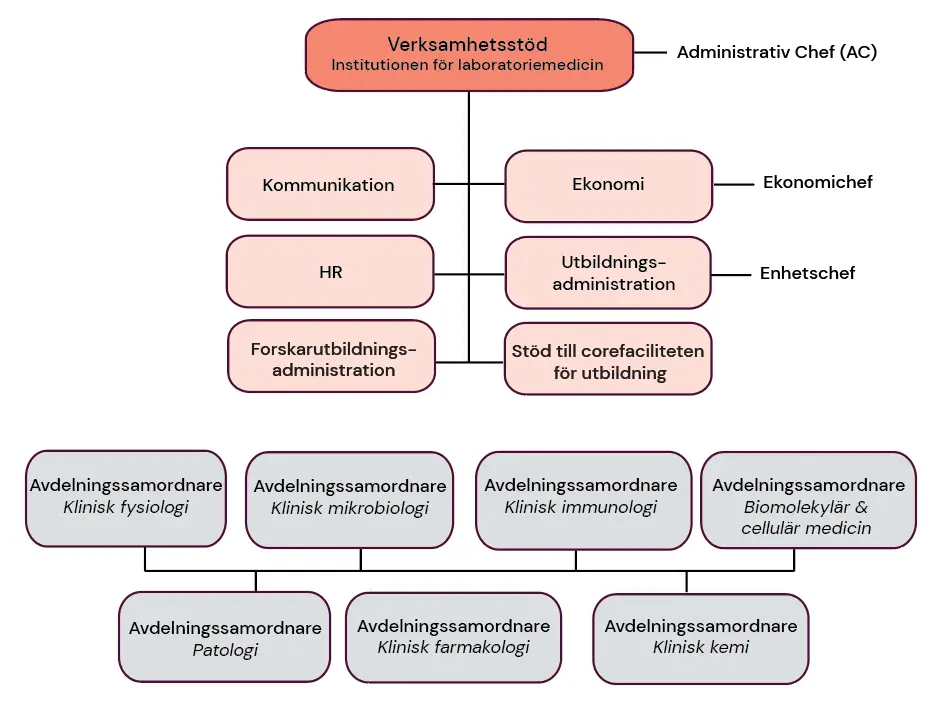 Organisationsskiss som visar verksamhetsstödet vid institutionen för laboratoriemedicin.
