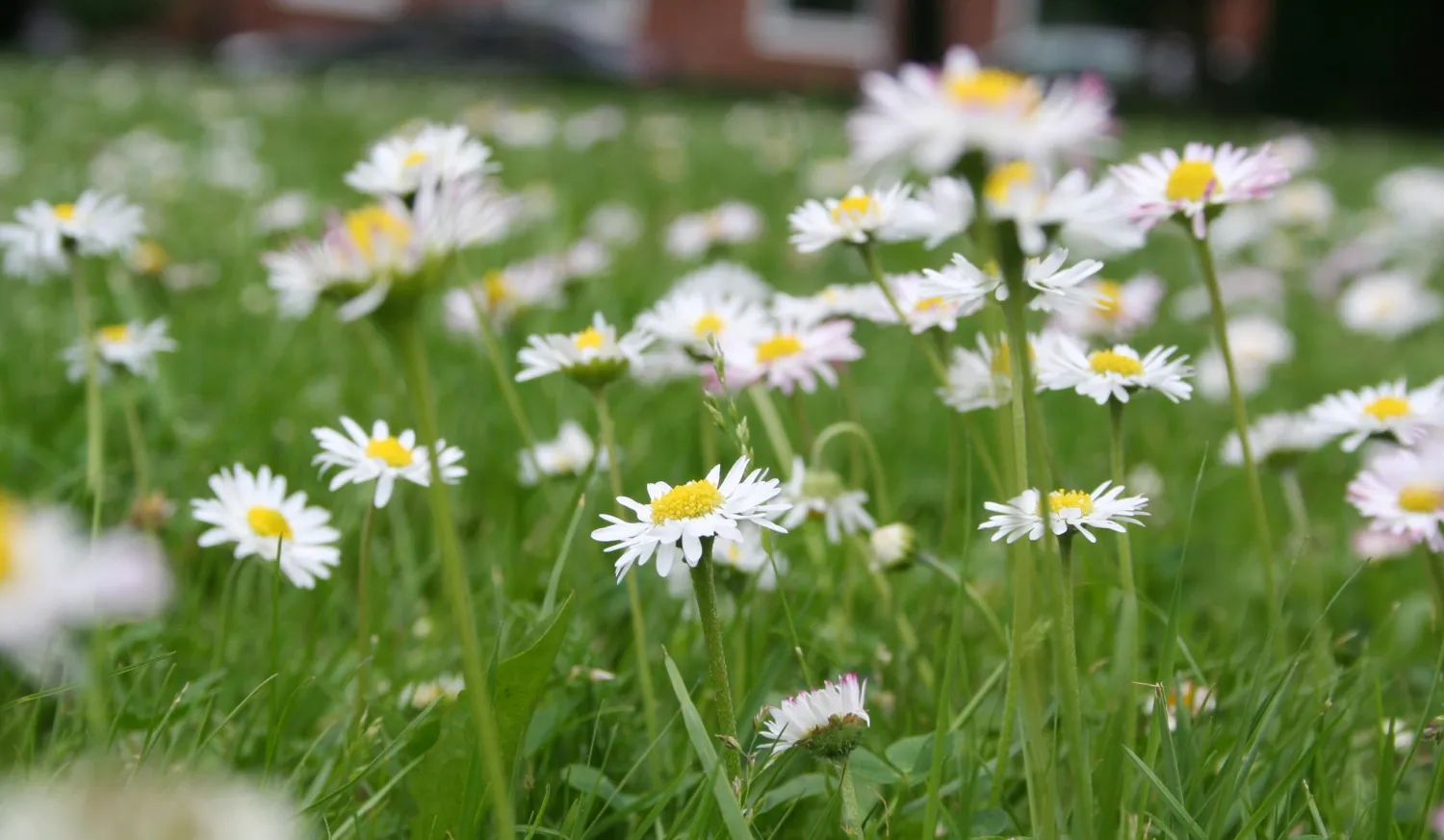 A meadow of daises.