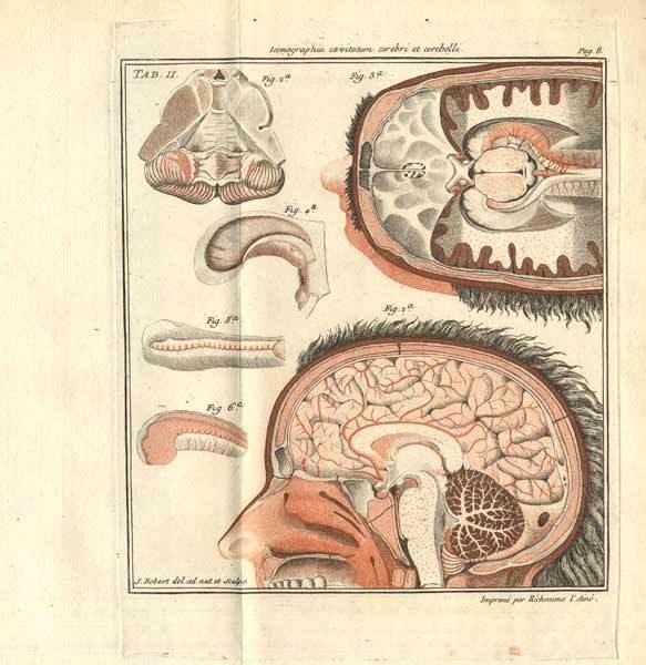 Asversaria anatomica, 1750