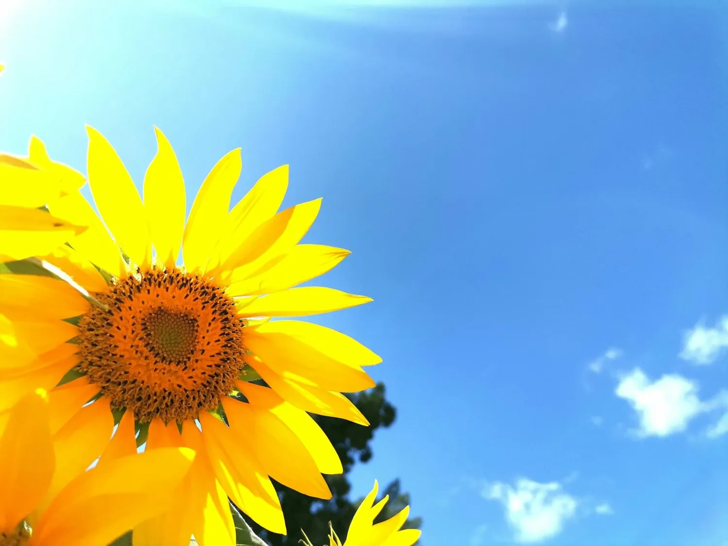 Solros och blå himmel.