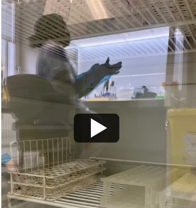 Ett blodprov hanteras i labbmiljö