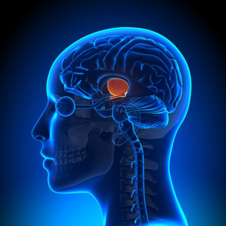 Illustration av hypotalamus